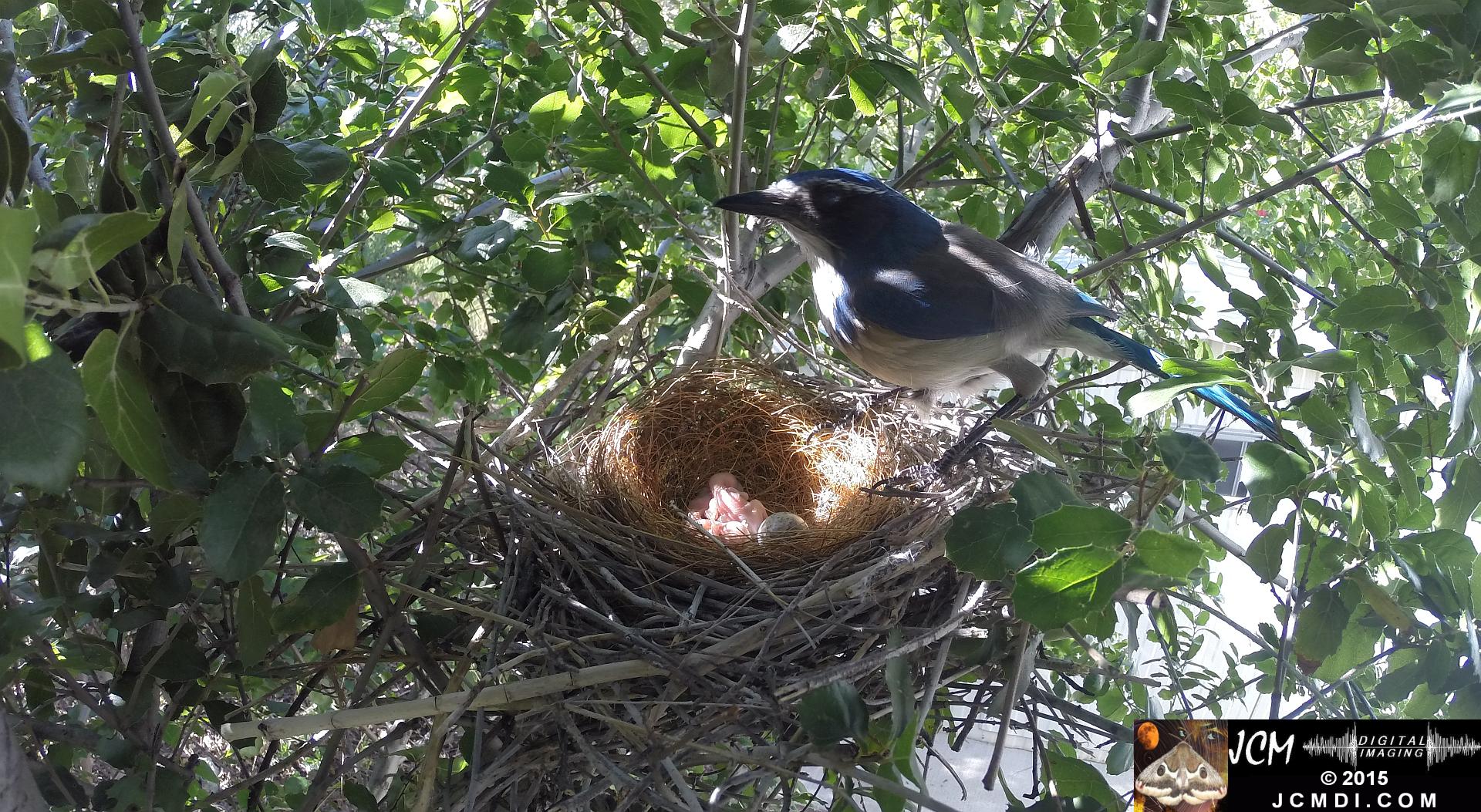 Scrub jay female standing over nest and 2 chicks in Santa Clarita, Ca jcmdi.com